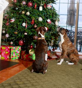 View More: http://nicesharpphotography.pass.us/cecelia