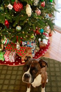 View More: http://nicesharpphotography.pass.us/cecelia