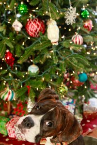 View More: http://nicesharpphotography.pass.us/cecelia