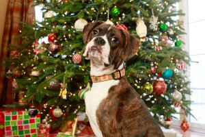 View More: http://nicesharpphotography.pass.us/cecelia