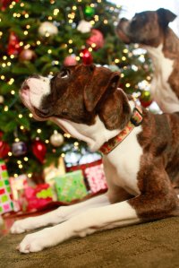 View More: http://nicesharpphotography.pass.us/cecelia