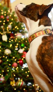 View More: http://nicesharpphotography.pass.us/cecelia