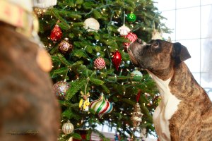 View More: http://nicesharpphotography.pass.us/cecelia