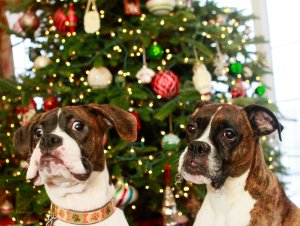 View More: http://nicesharpphotography.pass.us/cecelia