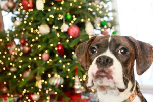 View More: http://nicesharpphotography.pass.us/cecelia