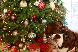 View More: http://nicesharpphotography.pass.us/cecelia