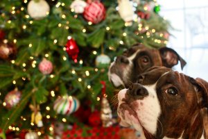 View More: http://nicesharpphotography.pass.us/cecelia