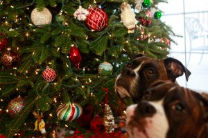 View More: http://nicesharpphotography.pass.us/cecelia