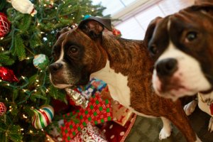 View More: http://nicesharpphotography.pass.us/cecelia