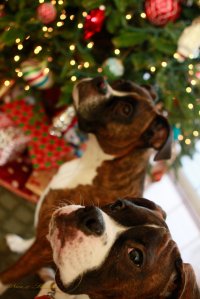 View More: http://nicesharpphotography.pass.us/cecelia