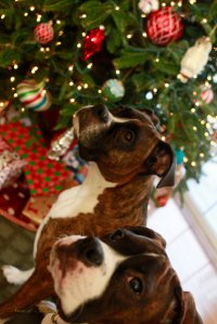 View More: http://nicesharpphotography.pass.us/cecelia