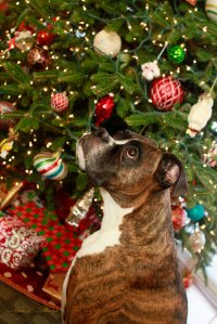 View More: http://nicesharpphotography.pass.us/cecelia