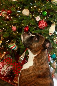 View More: http://nicesharpphotography.pass.us/cecelia