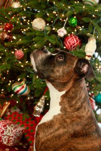 View More: http://nicesharpphotography.pass.us/cecelia