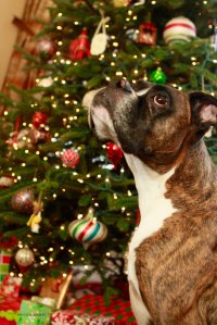 View More: http://nicesharpphotography.pass.us/cecelia