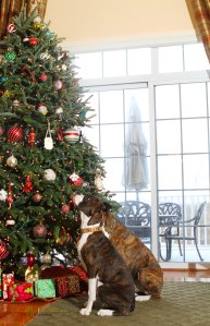 View More: http://nicesharpphotography.pass.us/cecelia