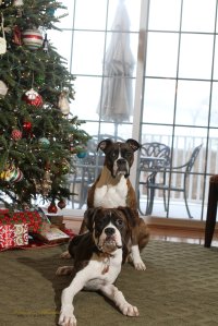 View More: http://nicesharpphotography.pass.us/cecelia