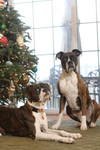 View More: http://nicesharpphotography.pass.us/cecelia