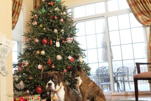 View More: http://nicesharpphotography.pass.us/cecelia