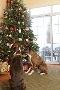 View More: http://nicesharpphotography.pass.us/cecelia