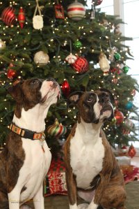 View More: http://nicesharpphotography.pass.us/cecelia