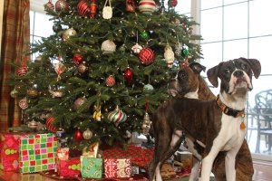 View More: http://nicesharpphotography.pass.us/cecelia