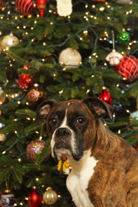 View More: http://nicesharpphotography.pass.us/cecelia