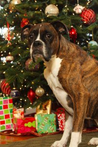 View More: http://nicesharpphotography.pass.us/cecelia