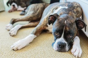 View More: http://kristinaquinones.pass.us/babycharlotte